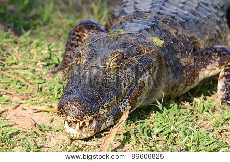 Caiman in the Brazilian Pantanal