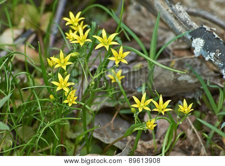 Gagea  Minima.