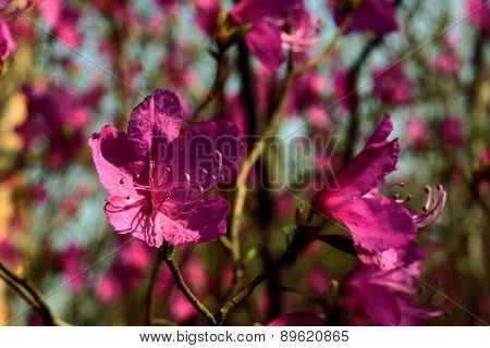 flowers of rhododendron in spring the forest