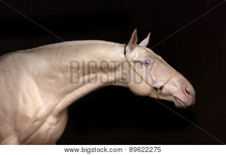 Akhal-teke Horse