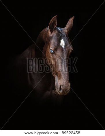 Akhal-teke Horse