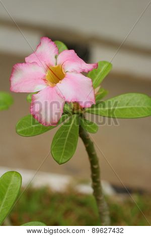 Pink Flowers In A Nature At The Park.