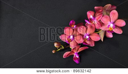 Beautiful Top Down Spa Concept Of Twig Red Orchid Flower, Phalaenopsis With Water Drops On Black Bac