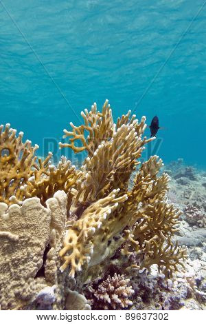 Coral Reef With Fire Coral In Tropical Sea, Underwater