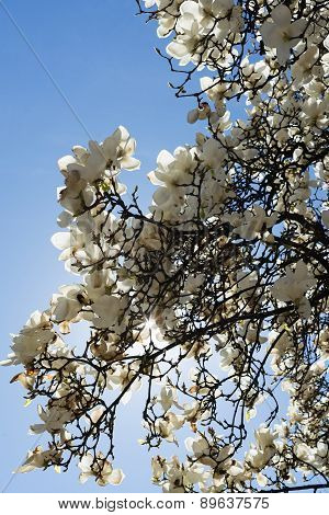 Magnolia With White Flowers