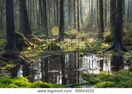 Natural Coniferous Stand Of Bialowieza Forest Landscape Reserve