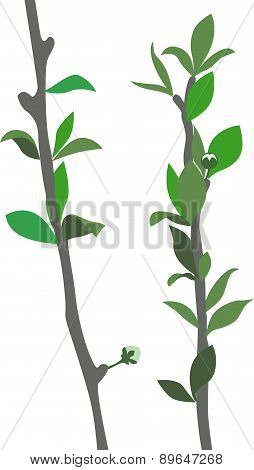 Figure branches of a young tree.