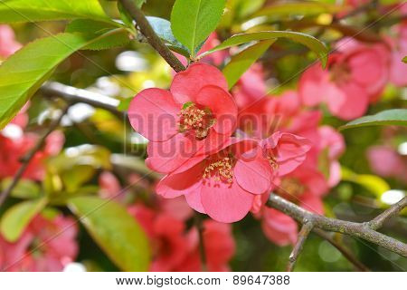 Japanese quince (Chaenomeles japonica) flowers