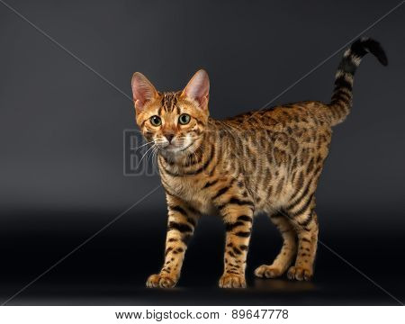 Bengal Cat Curious Looking in Camera on Black background