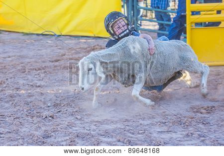 Mutton Busting