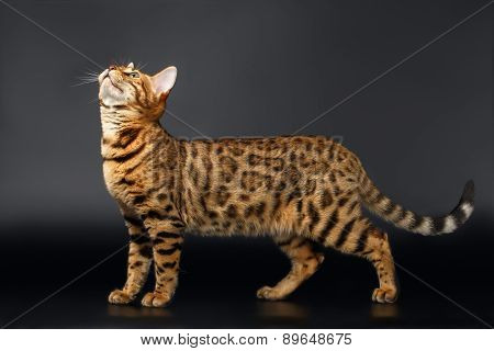 Bengal Cat Looking up on Black background