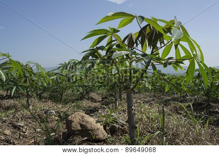 Farm Field Walkway Tree Plant Soil Argriculture Farmer Job Concept