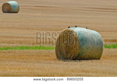 Wheat Field