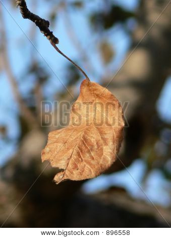 Efterår blade