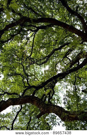 Giant Oak