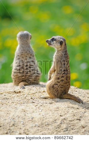 Two Meerkats On Watch
