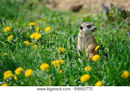 Meerkat In Green Grass With Dandelions