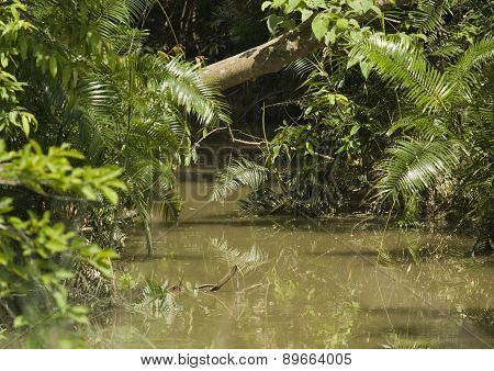 detail on Bardia National Park jungle, Nepal