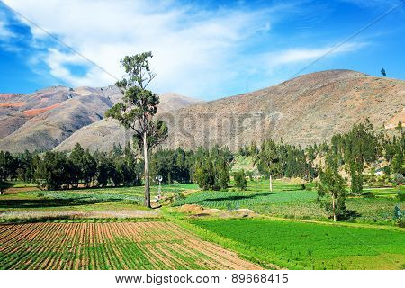 Lush Green Fields In Peru