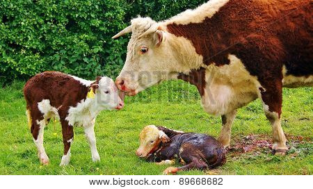 Birth