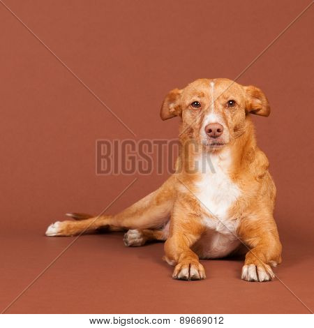 Spanish Podenco Andaluz on brown background