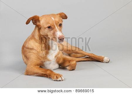 Spanish Podenco Andaluz on grey background