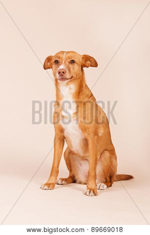 Spanish Podenco Andaluz on beige background