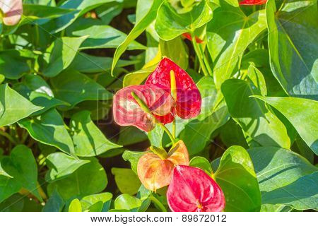 Close up of red Flamingo flower or Boy flower.