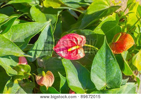 Close up of red Flamingo flower or Boy flower.