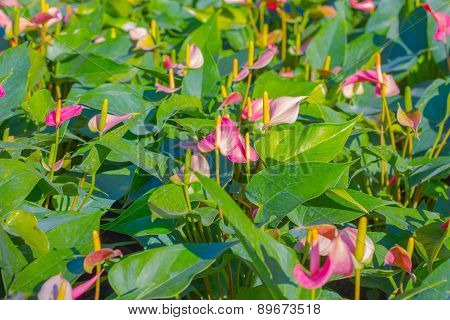Close up of red Flamingo flower or Boy flower.