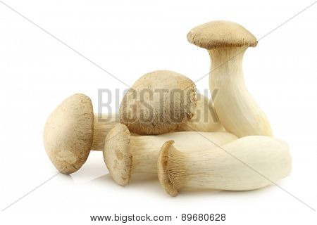 King oyster mushroom (Pleurotus Eringii) on a white background