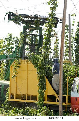 Hop Harvest