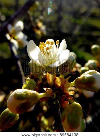 pciture of a plum blossom early on the morning