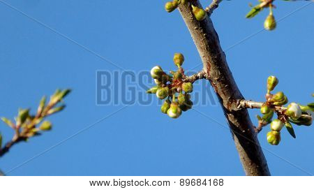 pciture of a plum blossom early on the morning