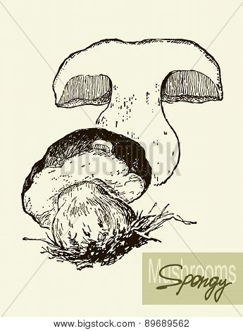 Set of linear drawing mushrooms, vintage vector illustration. Spongy mushrooms
