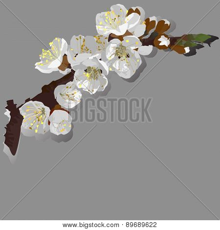 Flowering Apricot , Vector