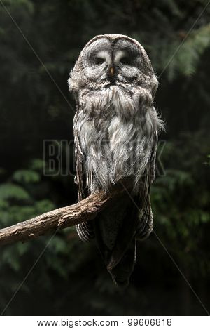 Great grey owl (Strix nebulosa). Wild life animal. 