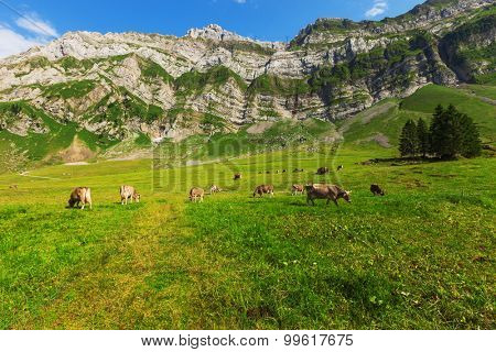 Cows grazing in a typical Alpine landscape