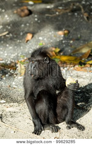 Portrait Of Celebes Crested Macaque, Sulawesi, Indonesia