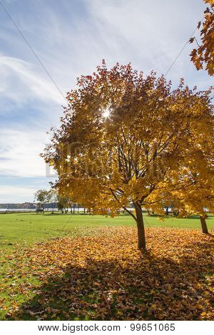 Golden Autumn Tree Latvia