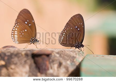 The Butterflies 