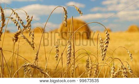 Ears of wheat in a field