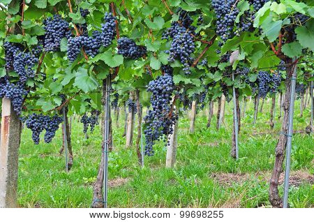 Red grapes