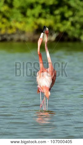 Mating Dance Of A Flamingo