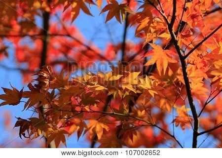 Autumn Leaves Of Adashino Nenbutsu-ji