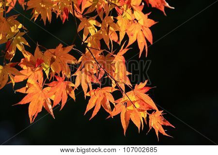 Autumn Leaves Of Adashino Nenbutsu-ji