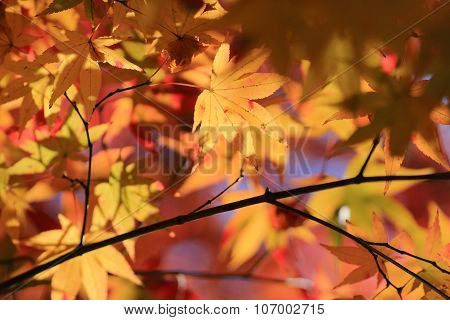Autumn Leaves Of Adashino Nenbutsu-ji