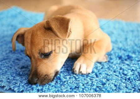 Puppet playing on a carpet