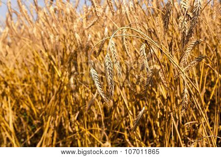 ripened cereals.  field