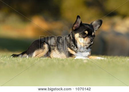 Perro